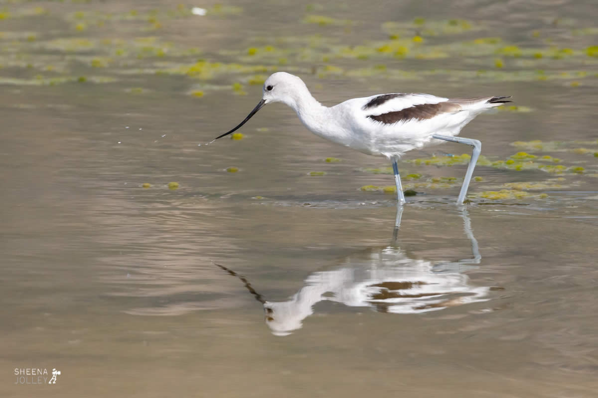 American Avocet.jpg - Yellowstone & Utah